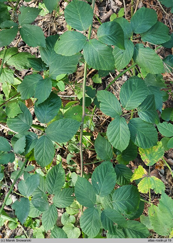 Rubus opacus (jeżyna ponura)