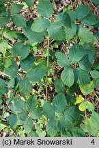 Rubus opacus (jeżyna ponura)