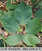 Rubus opacus (jeżyna ponura)