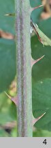 Rubus opacus (jeżyna ponura)