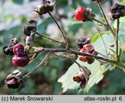 Rubus opacus (jeżyna ponura)