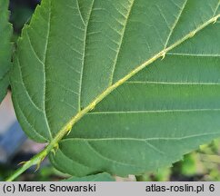 Rubus opacus (jeżyna ponura)