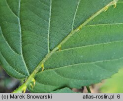 Rubus opacus (jeżyna ponura)