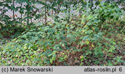 Rubus opacus (jeżyna ponura)