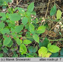 Rubus angustipaniculatus (jeżyna rombolistna)