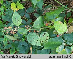 Rubus angustipaniculatus (jeżyna rombolistna)