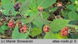 Rubus angustipaniculatus (jeżyna rombolistna)