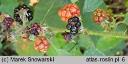 Rubus angustipaniculatus (jeżyna rombolistna)