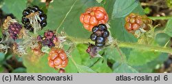 Rubus angustipaniculatus (jeżyna rombolistna)