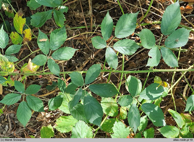 Rubus angustipaniculatus (jeżyna rombolistna)