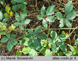 Rubus angustipaniculatus (jeżyna rombolistna)