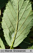 Rubus angustipaniculatus (jeżyna rombolistna)