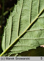 Rubus angustipaniculatus (jeżyna rombolistna)