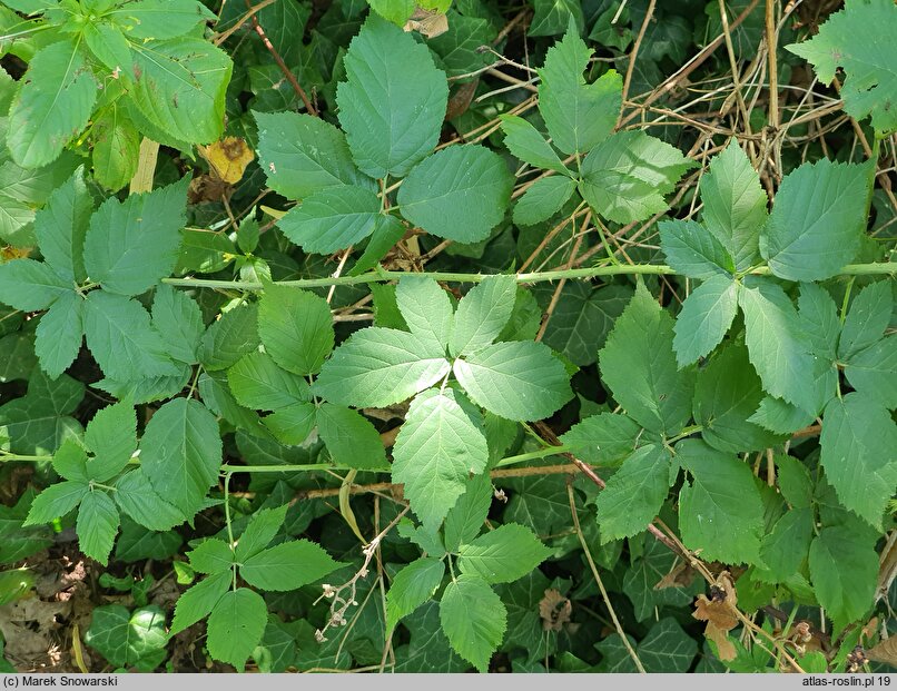 Rubus lesznensis (jeżyna leszczyńska)