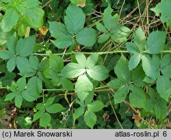 Rubus lesznensis (jeżyna leszczyńska)