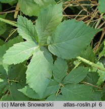 Rubus lesznensis (jeżyna leszczyńska)