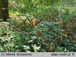 Rubus lesznensis (jeżyna leszczyńska)