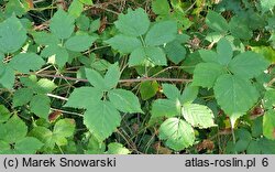 Rubus lesznensis (jeżyna leszczyńska)