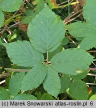 Rubus lesznensis (jeżyna leszczyńska)