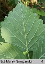 Rubus lesznensis (jeżyna leszczyńska)