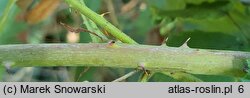 Rubus lesznensis (jeżyna leszczyńska)