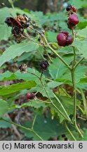 Rubus lesznensis (jeżyna leszczyńska)