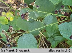 Rubus hevellicus (jeżyna Aschersona)