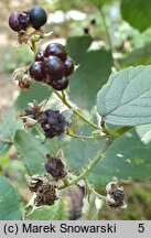 Rubus hevellicus (jeżyna Aschersona)