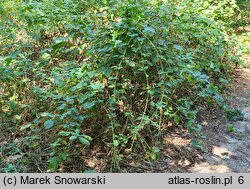 Rubus hevellicus (jeżyna Aschersona)