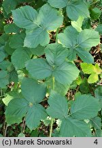 Rubus hevellicus (jeżyna Aschersona)