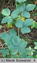 Rubus hevellicus (jeżyna Aschersona)