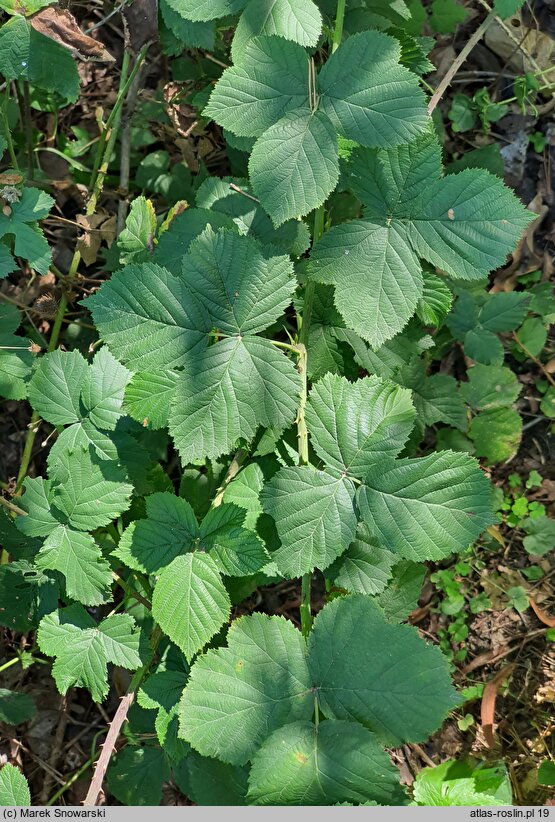 Rubus hevellicus (jeżyna Aschersona)