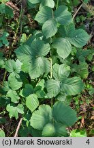 Rubus hevellicus (jeżyna Aschersona)