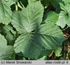 Rubus hevellicus (jeżyna Aschersona)