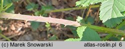 Rubus hevellicus (jeżyna Aschersona)