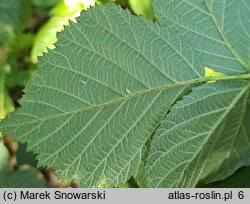 Rubus hevellicus (jeżyna Aschersona)