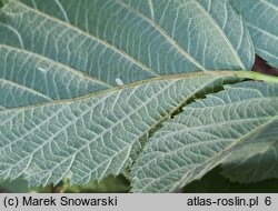 Rubus hevellicus (jeżyna Aschersona)