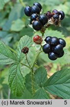 Rubus hevellicus (jeżyna Aschersona)