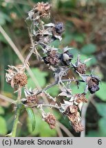 Rubus hevellicus (jeżyna Aschersona)