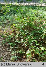 Rubus posnaniensis (jeżyna poznańska)