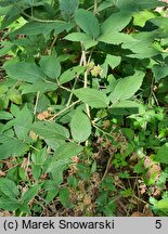 Rubus posnaniensis (jeżyna poznańska)