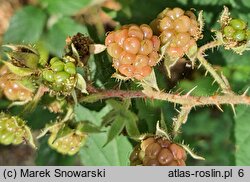 Rubus posnaniensis (jeżyna poznańska)