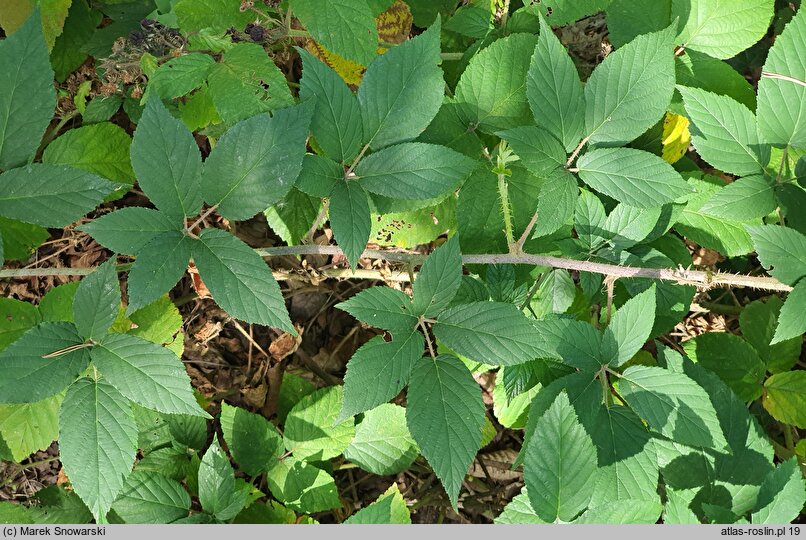 Rubus posnaniensis (jeżyna poznańska)