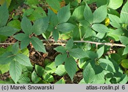 Rubus posnaniensis (jeżyna poznańska)