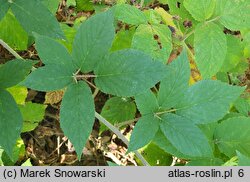 Rubus posnaniensis (jeżyna poznańska)