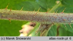 Rubus posnaniensis (jeżyna poznańska)