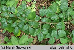 Rubus lusaticus (jeżyna łużycka)