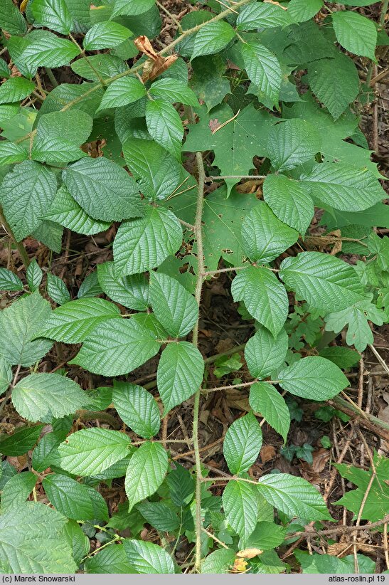 Rubus lusaticus (jeżyna łużycka)