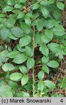 Rubus lusaticus (jeżyna łużycka)