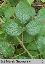 Rubus lusaticus (jeżyna łużycka)